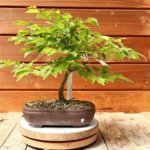 Carpinus betulus - Charme n°08