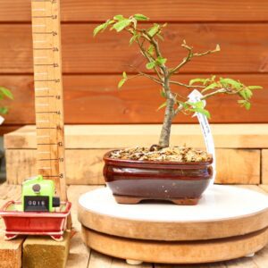 Carpinus betulus - Charme n°16