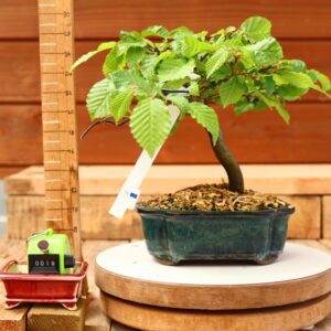 Carpinus betulus - Charme n°19