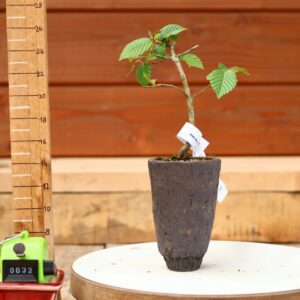 Carpinus betulus - Charme n°32