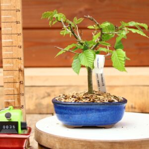 Carpinus betulus - Charme n°35