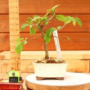 Carpinus betulus - Charme n°37