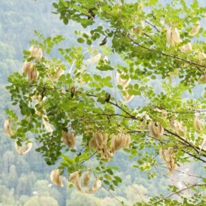 Colutea arborescens sub. 'Gallica' Browicz' - Baguenaudier