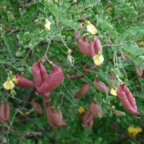 Colutea arborescens sub. 'Gallica' Browicz' - Baguenaudier – Image 3