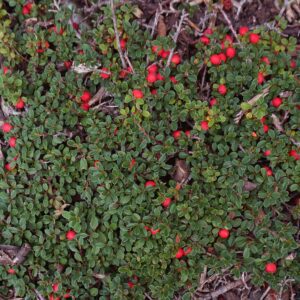 Cotoneaster cashmiriensis - Cotoneaster tapissant