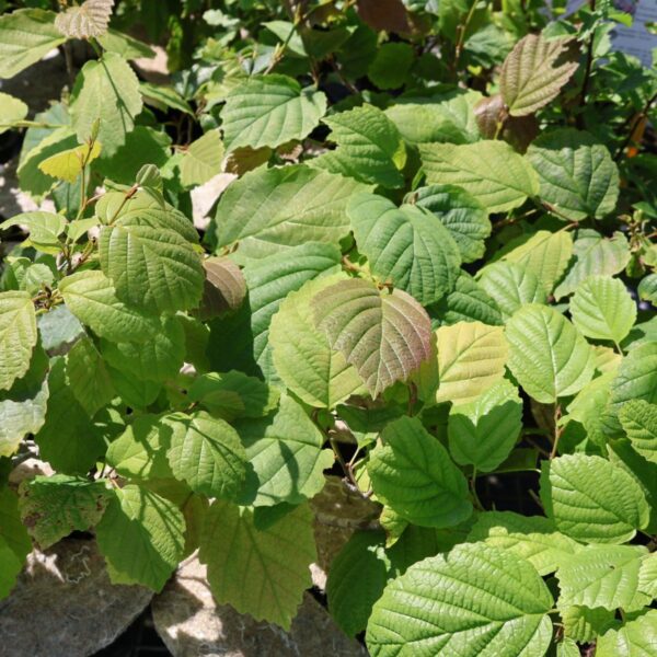 Hamamelis virginiana - Noisetier de sorcière n°1 – Image 2