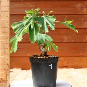 Ginkgo biloba - Arbre au 40 écus n°01
