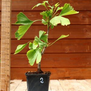 Ginkgo biloba - Arbre au 40 écus n°02