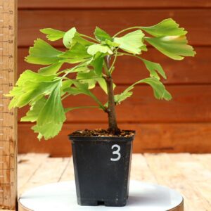 Ginkgo biloba - Arbre au 40 écus n°03