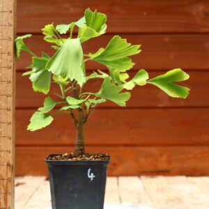 Ginkgo biloba - Arbre au 40 écus n°04