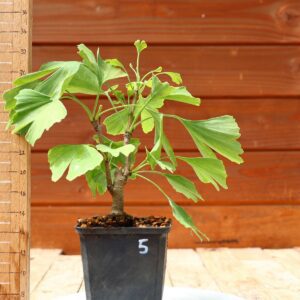 Ginkgo biloba - Arbre au 40 écus n°05