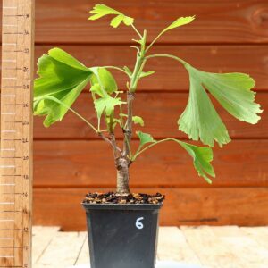 Ginkgo biloba - Arbre au 40 écus n°06