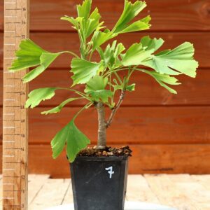 Ginkgo biloba - Arbre au 40 écus n°07