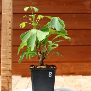 Ginkgo biloba - Arbre au 40 écus n°08