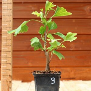 Ginkgo biloba - Arbre au 40 écus n°09
