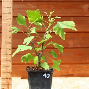 Ginkgo biloba - Arbre au 40 écus n°10