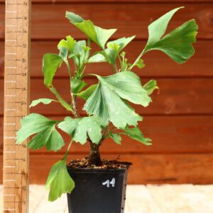 Ginkgo biloba - Arbre au 40 écus n°11