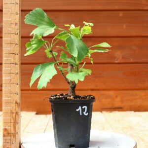 Ginkgo biloba - Arbre au 40 écus n°12