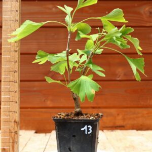 Ginkgo biloba - Arbre au 40 écus n°13