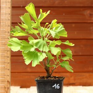 Ginkgo biloba - Arbre au 40 écus n°16
