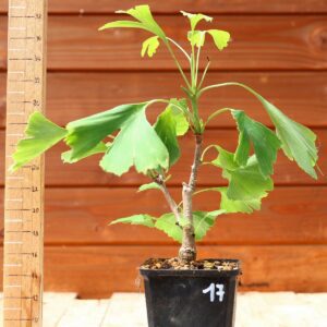 Ginkgo biloba - Arbre au 40 écus n°17