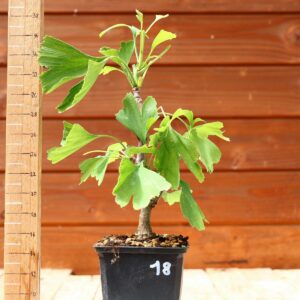 Ginkgo biloba - Arbre au 40 écus n°18