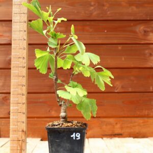 Ginkgo biloba - Arbre au 40 écus n°19