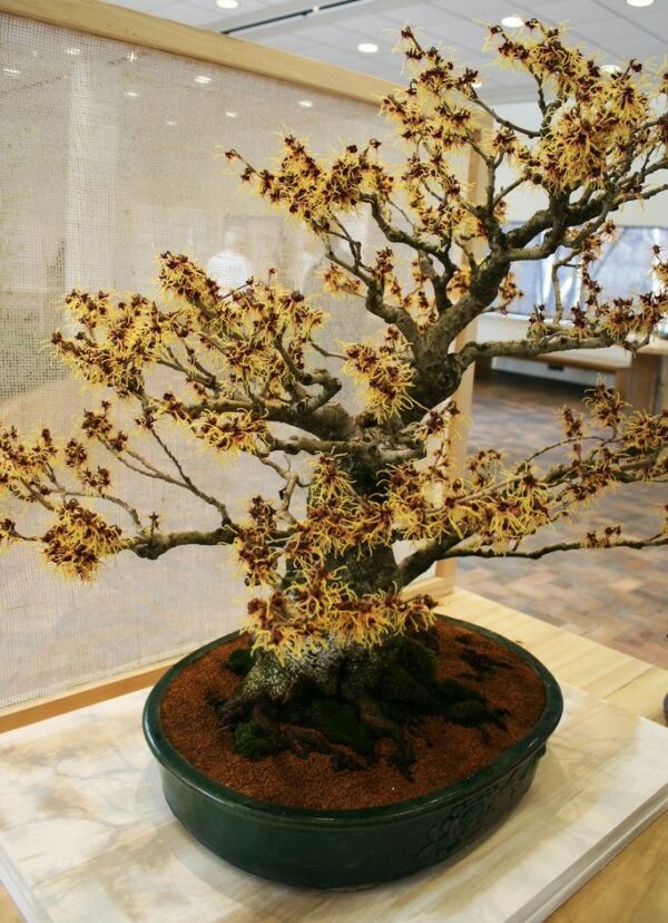 Hamamelis virginiana - Noisetier de sorcière n°1 – Image 8