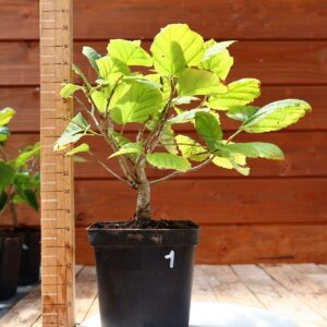 Hamamelis virginiana - Noisetier de sorcière n°1