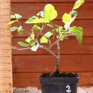 Hamamelis virginiana - Noisetier de sorcière n°2