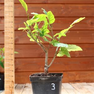 Hamamelis virginiana - Noisetier de sorcière n°3