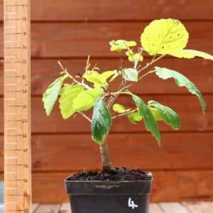 Hamamelis virginiana - Noisetier de sorcière n°4