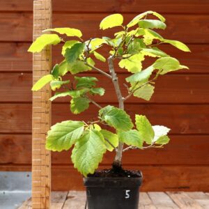 Hamamelis virginiana - Noisetier de sorcière n°5