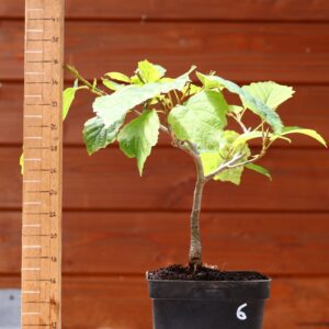 Hamamelis virginiana - Noisetier de sorcière n°6