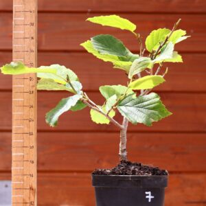 Hamamelis virginiana - Noisetier de sorcière n°7