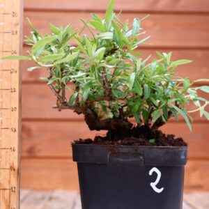 Hippophae rhamnoides - Argousier n°2