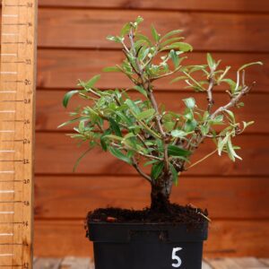 Hippophae rhamnoides - Argousier n°5