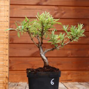 Hippophae rhamnoides - Argousier n°6