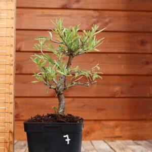 Hippophae rhamnoides - Argousier n°7