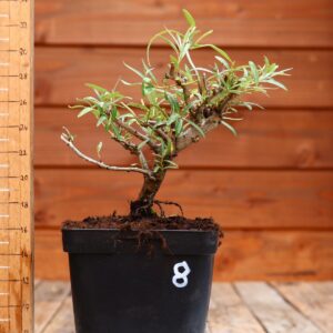 Hippophae rhamnoides - Argousier n°8