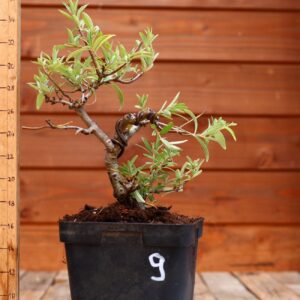 Hippophae rhamnoides - Argousier n°9