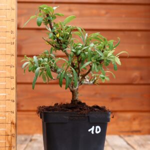 Hippophae rhamnoides - Argousier n°10