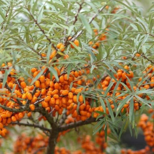 Hippophae rhamnoides - Argousier n°6 – Image 5