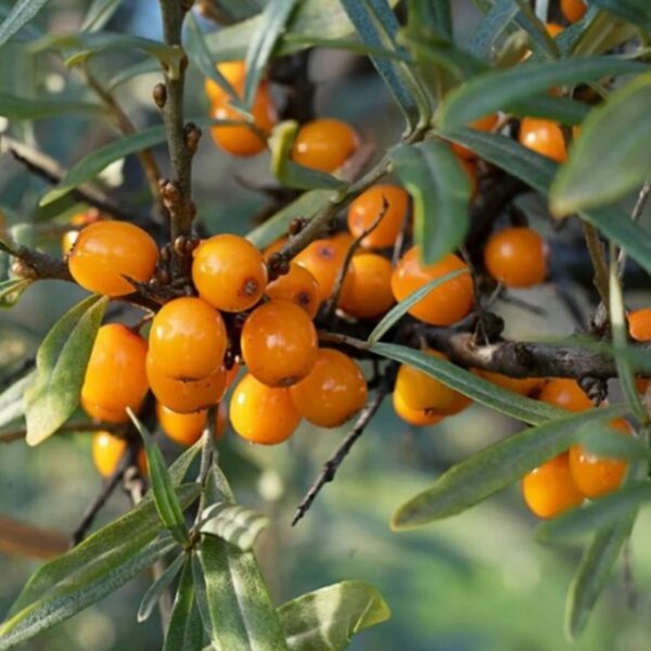 Hippophae rhamnoides - Argousier n°6 – Image 3