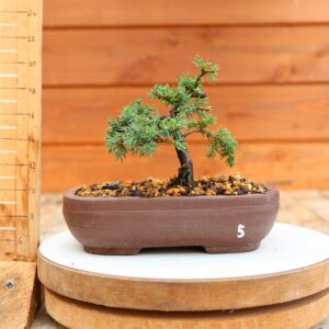 Juniperus communis 'Green Carpet'/ Genévrier n°5