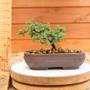 Juniperus communis 'Green Carpet' / Genévrier n°9