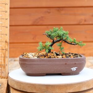 Juniperus communis 'Green Carpet' / Genévrier n°15