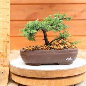 Juniperus communis 'Green Carpet' / Genévrier n°16