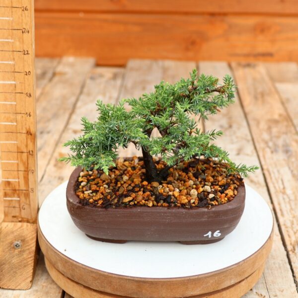 Juniperus communis 'Green Carpet' / Genévrier n°16 – Image 2