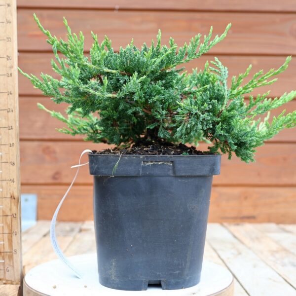Juniperus horizontalis 'Prince of Wales'  / Genévrier – Image 5